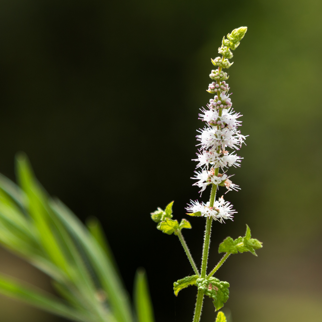 Navigating Menopause with Actaea Racemosa (Black Cohosh). A Natural Approach to Symptom Relief