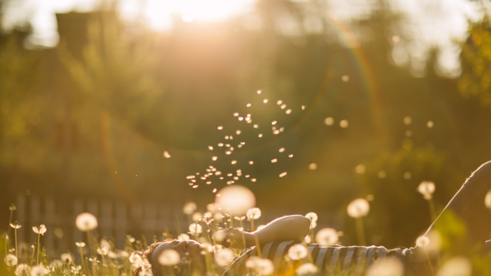 The Underappreciated Dandelion: A Godsend to the Liver